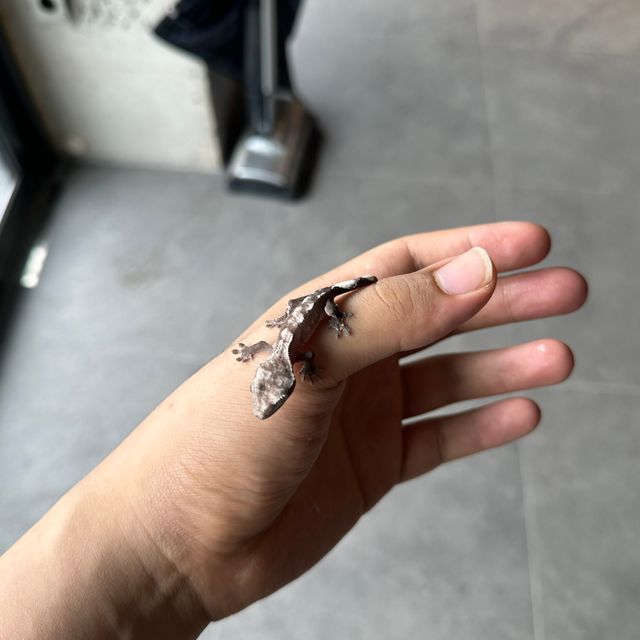 아잔틱