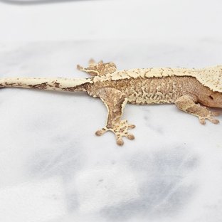 크림시클 크림 노멀 화이트포트홀