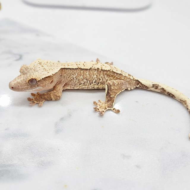 크림시클 크림 노멀 화이트포트홀