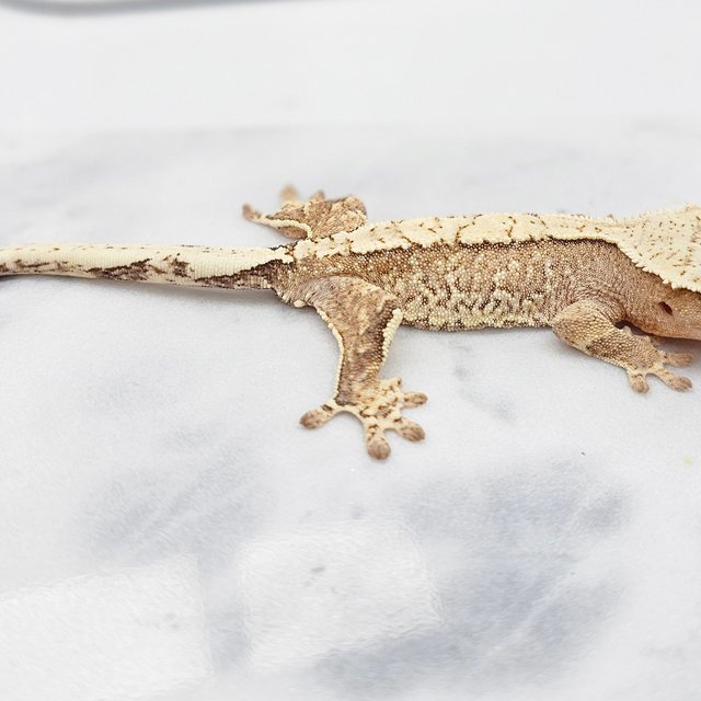 크림시클 크림 노멀 화이트포트홀