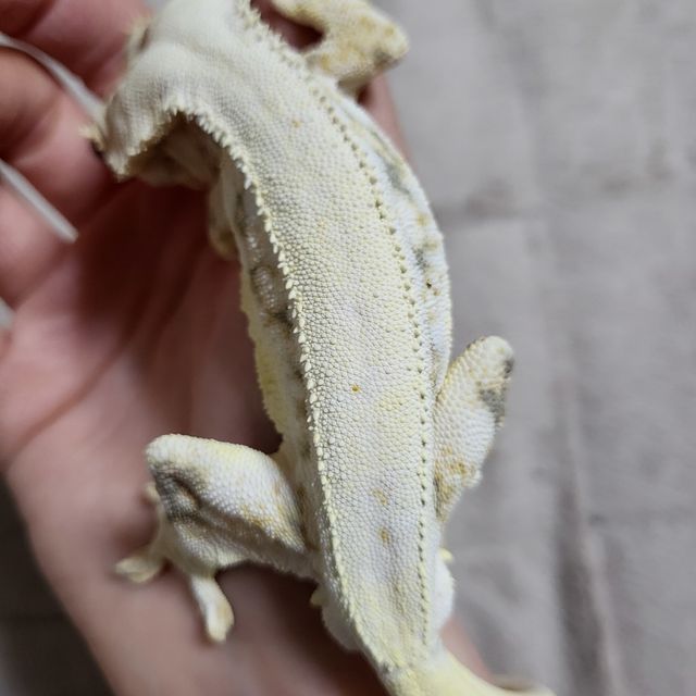 릴리화이트 트라이