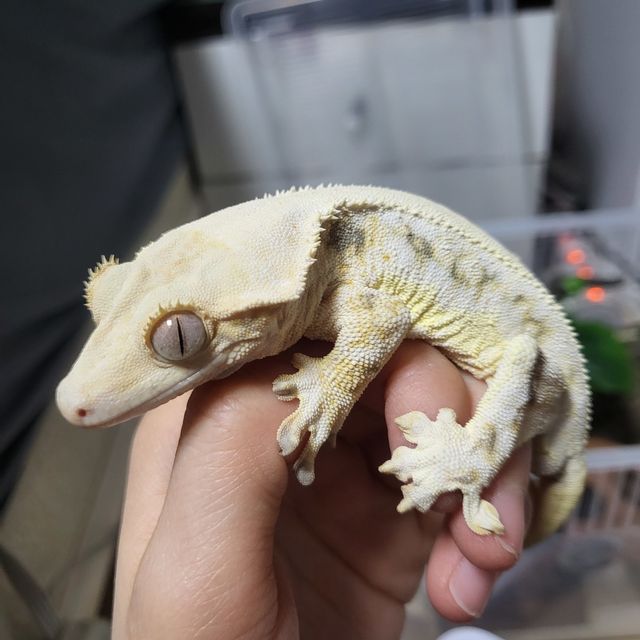 릴리화이트 트라이