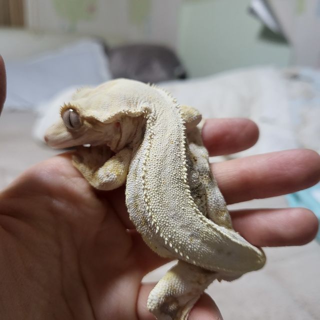 릴리화이트 트라이