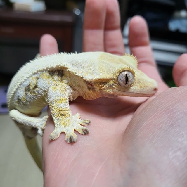 릴리화이트 트라이