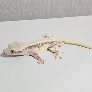 릴리100%헷아잔틱 솔리드백