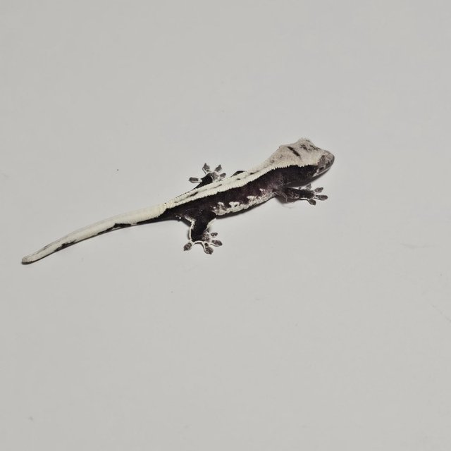 릴리100%헷아잔틱 솔리드백