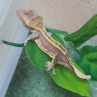 노멀 엠티백 핀스트라이프