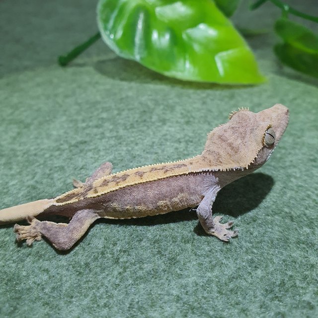 노멀 엠티백 핀스트라이프