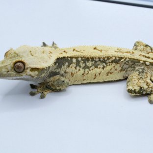 노멀 쿼드 화이트 드리피 풀핀