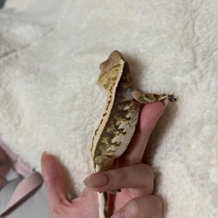 노멀 쿼드 화이트