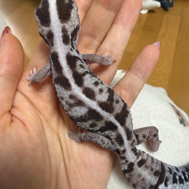 화이트아웃 오레오