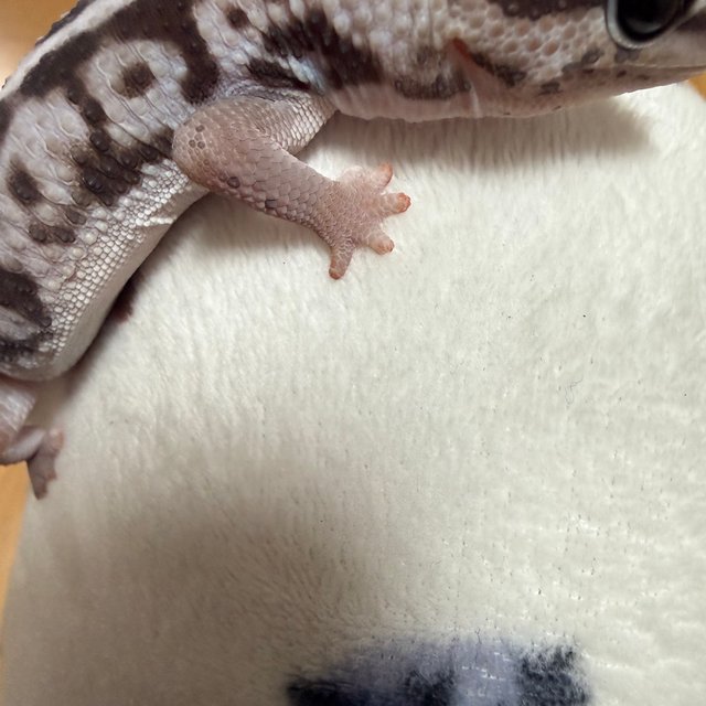 화이트아웃 오레오