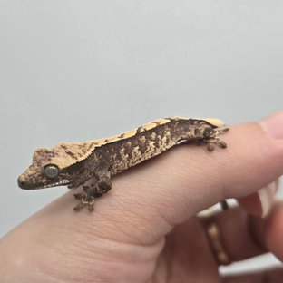 노멀 화이트스팟