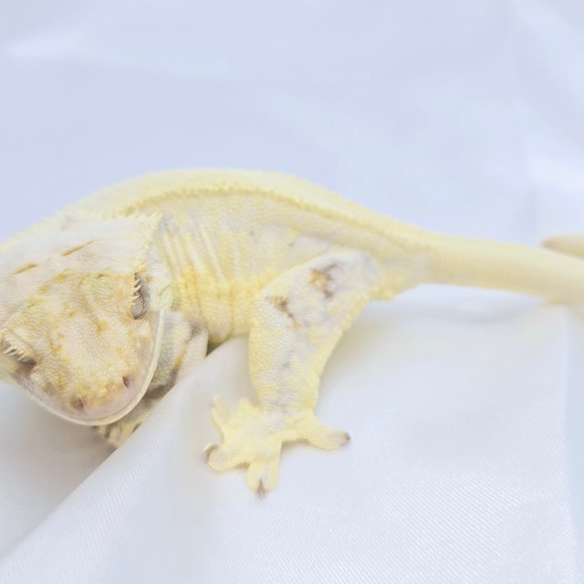 릴리화이트 솔리드백 트라이