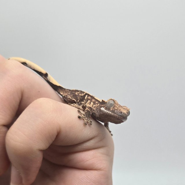 노멀 화이트스팟