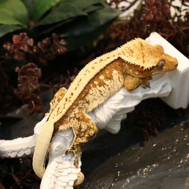 크림시클 풀핀 화이트스팟