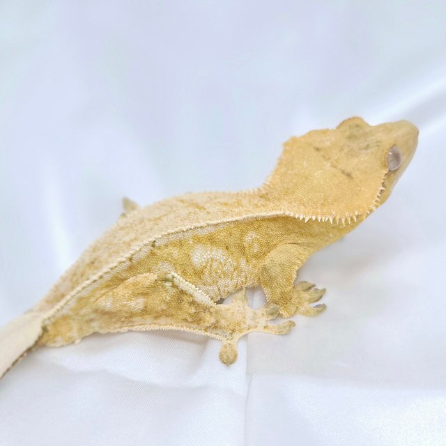 풀핀 드리피 크림시클