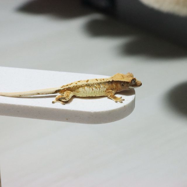 노멀