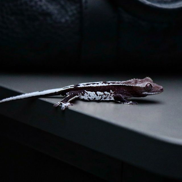 아잔틱