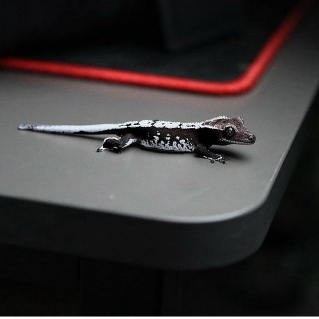 아잔틱