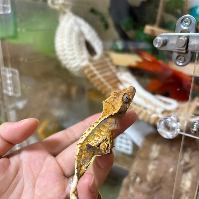 익스트림할리퀸