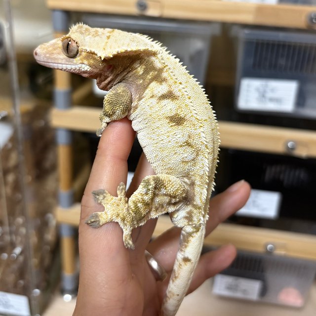 노멀 드리피 화이트스팟