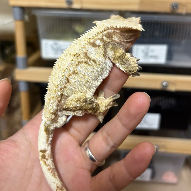 노멀 드리피 화이트스팟