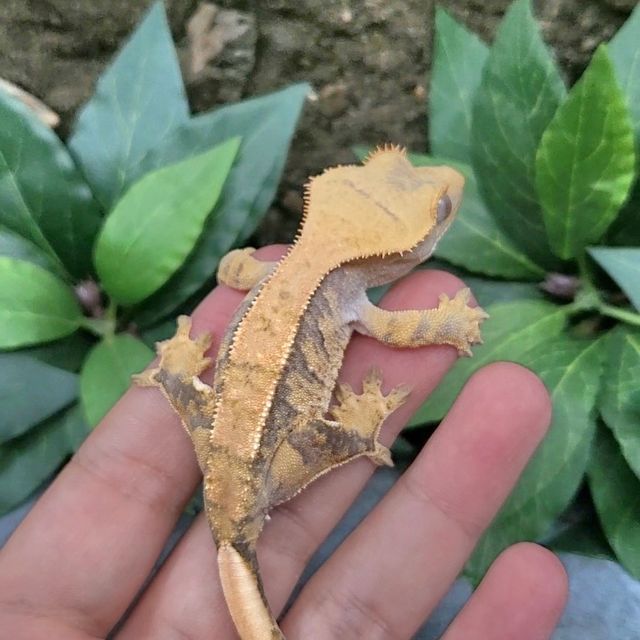 100%헷초초