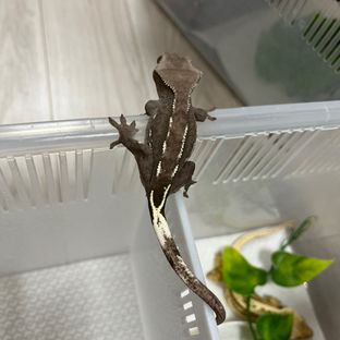 아잔틱