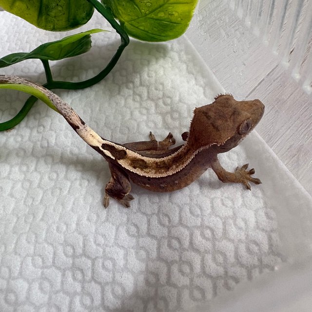 100%헷아잔틱 세이블