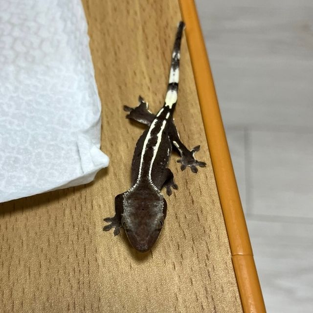 아잔틱