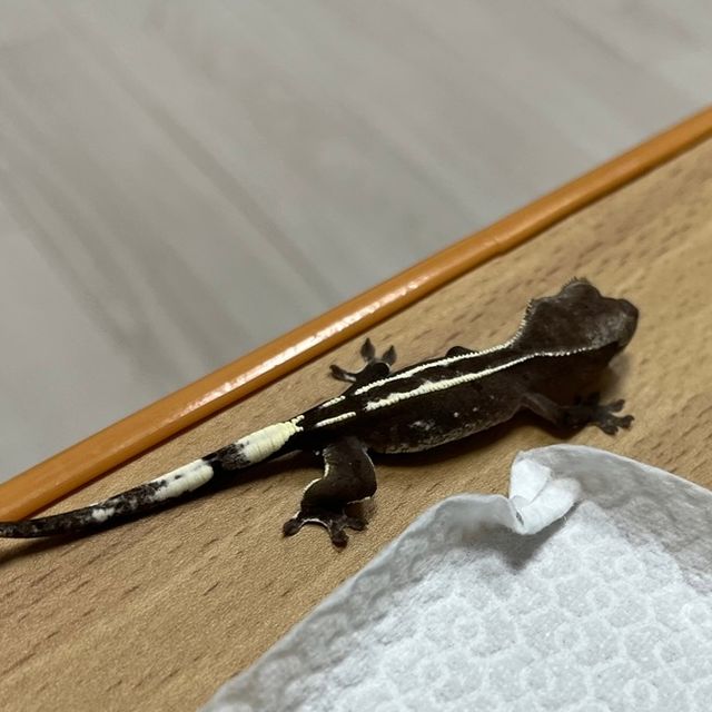 아잔틱