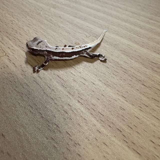 100%헷아잔틱 릴리화이트