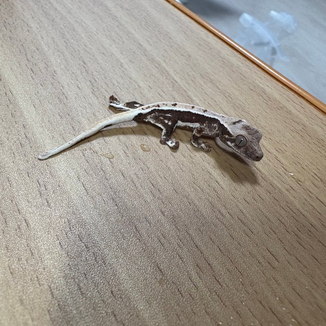 100%헷아잔틱 릴리화이트