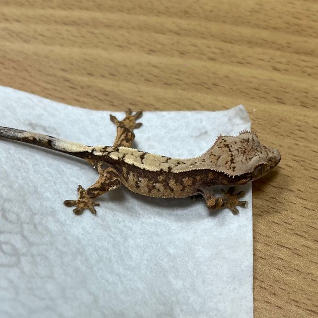 세이블