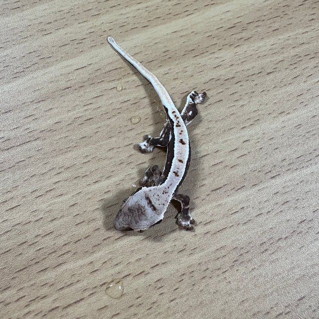 100%헷아잔틱 릴리화이트