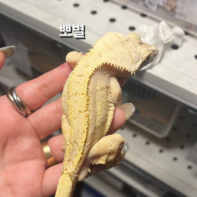 크림시클 옐로우
