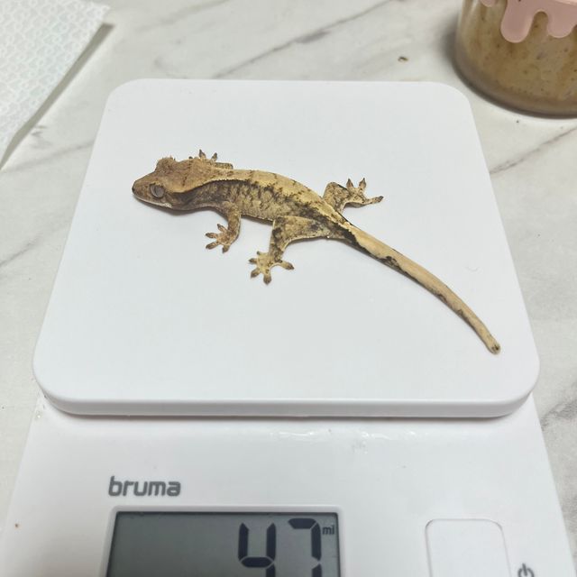 노멀 익스트림할리퀸 트라이