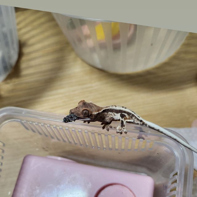 프라푸치노