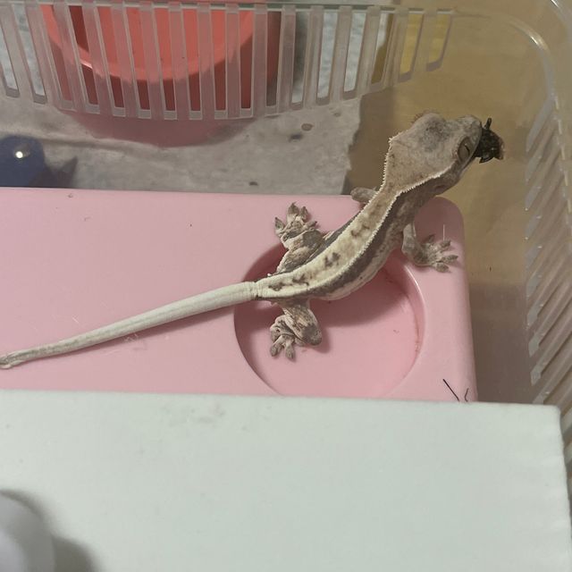 프라푸치노