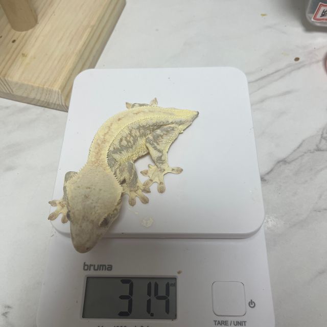 릴리화이트 트라이 풀핀 판다