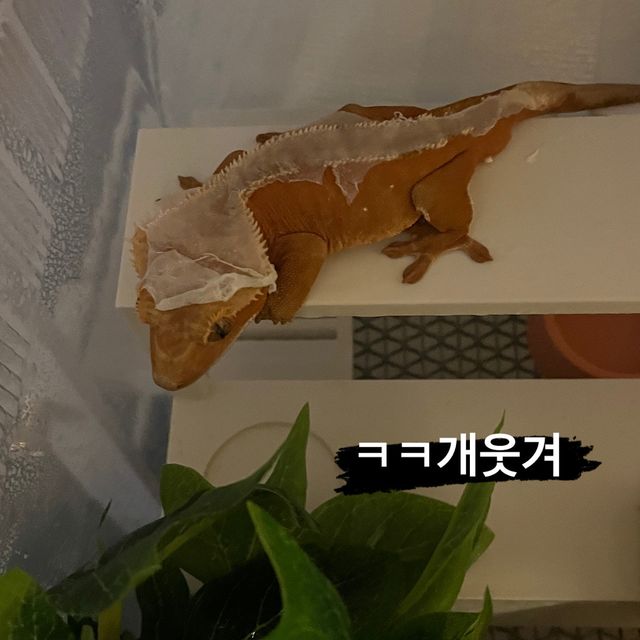 레드