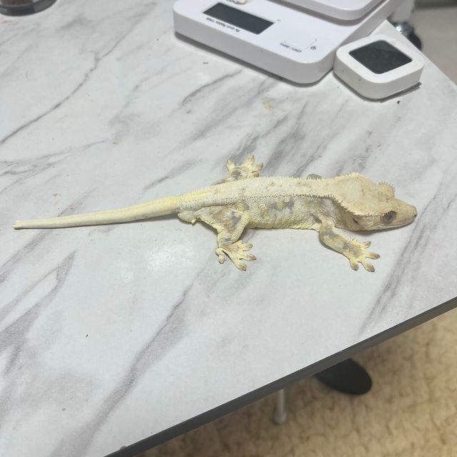 릴리화이트 풀핀