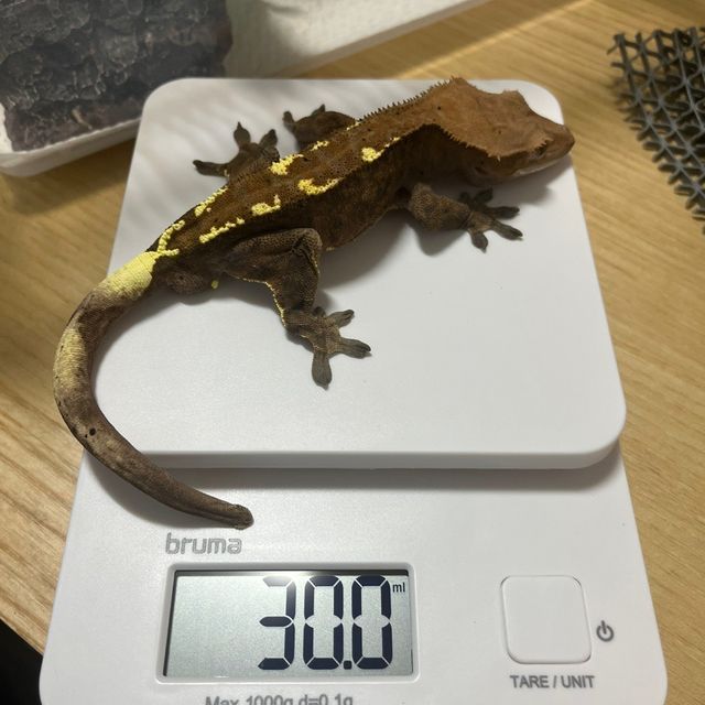 카푸치노