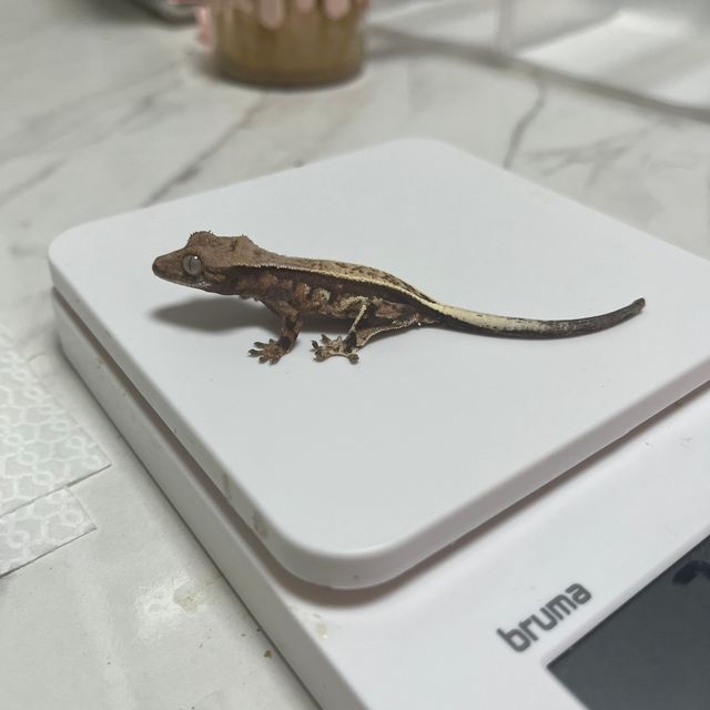 카푸치노 트라이 풀핀 화이트포트홀