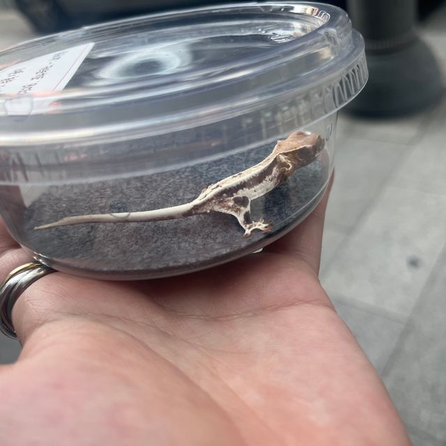 프라푸치노
