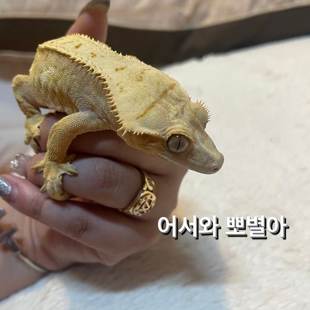 크림시클 옐로우