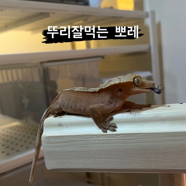 레드