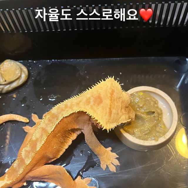 레드
