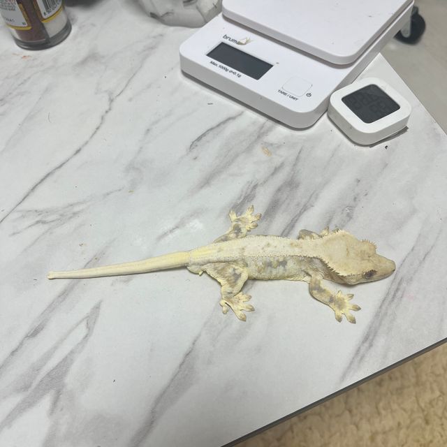 릴리화이트 풀핀